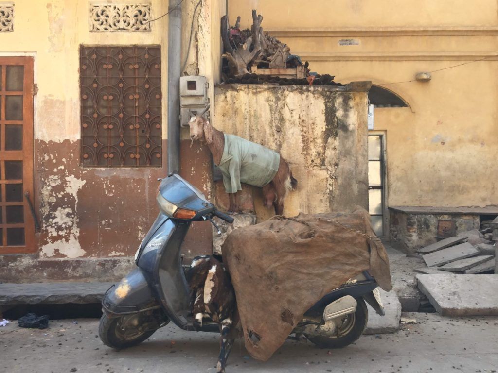whereswindji's tweet photo. Nothing can totally prepare you for #India, but here is a list to get you started: https://t.co/oFtnMf3WHh
#ttot #traveltribe #traveltips #travelblogger #travelblog #travelblogger #visitindia #indiablog #rtwtrip #travelprep #blogpost https://t.co/Q4OyMO7104