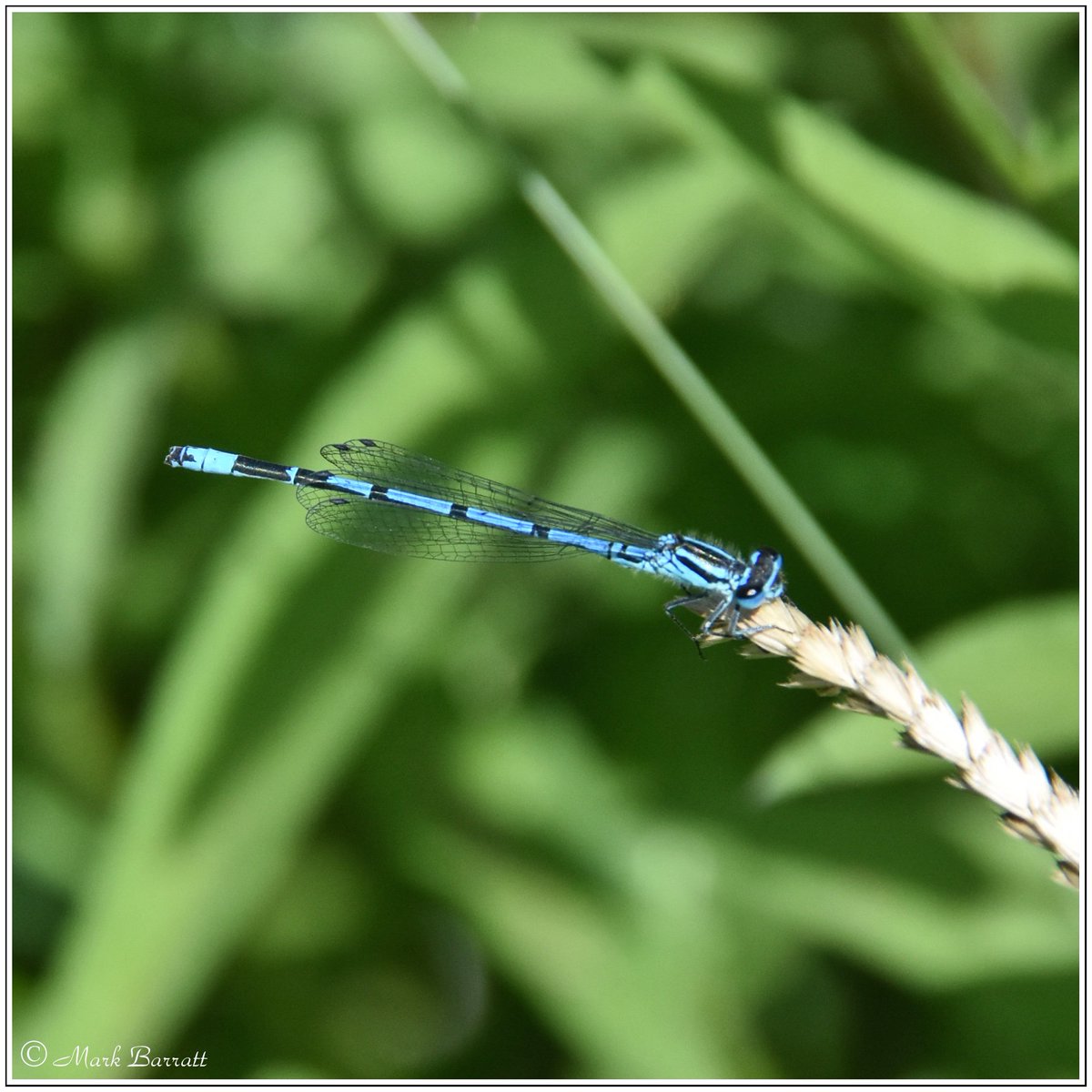 SparkyMarkyMB's tweet photo. a quick walk around #Hessay #York this afternoon i managed to get within 150cm of a red leg #Partridge WOW! a few #insect snaps too #Damselfly @savebutterflies @ThePhotoHour #Wildlife #wildlifephotography #britbutterflies @Britnatureguide https://t.co/R2vLKG1pei