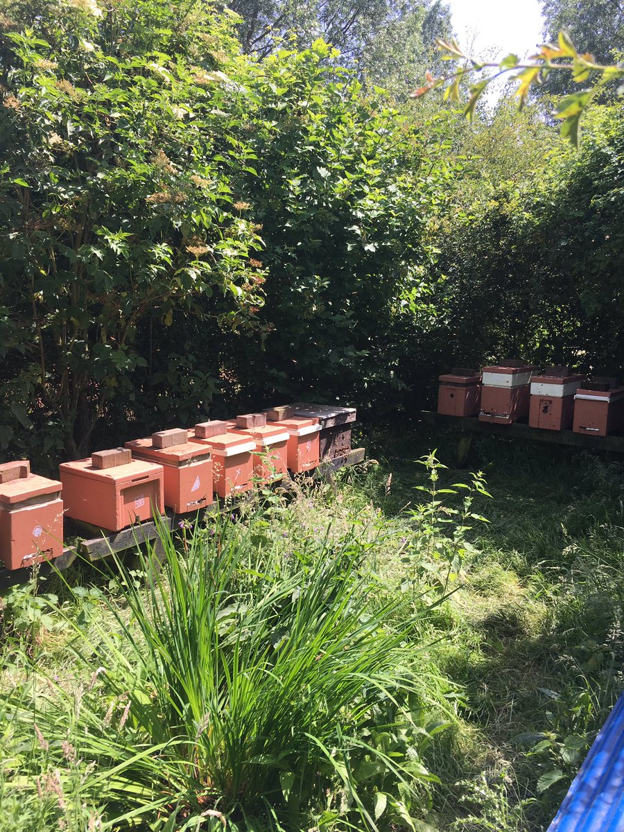Been very busy making up new nucs (small hives that all have a new Queen Bee) Thirty new hives that will be introduced to our apiaries to help us keep up with demand for our fabulous honey 🐝🐝🐝 #honeybees #beefarmer #foodfromnature