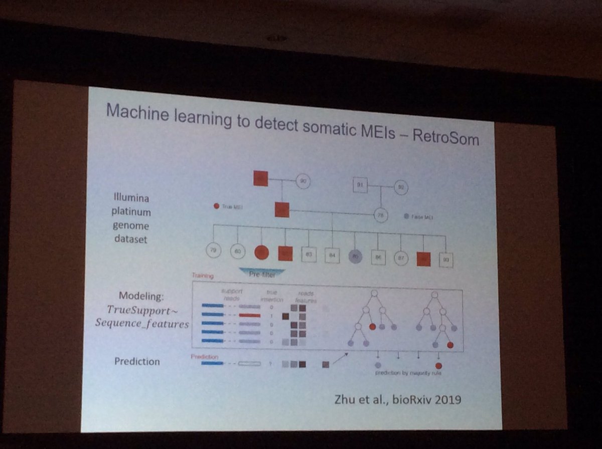 GonzalezLab_BCN's tweet photo. A new progam to analyze somatic TEs by Urban lab @Stanford #MobileDNA2019 https://t.co/iEenoK5vSM