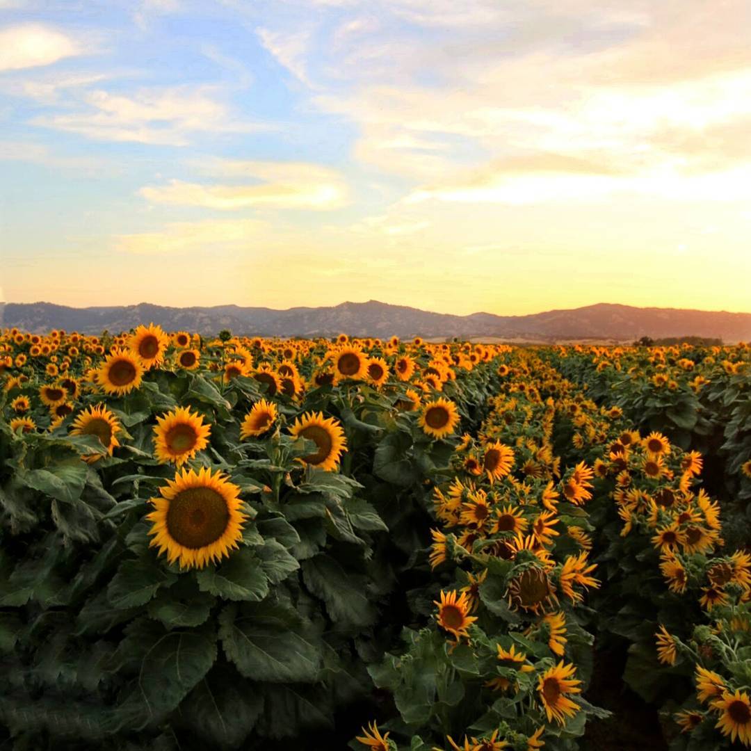 Visiting the sunflowers this weekend across Yolo County? Learn how they move with the sun. 🌻 ucdavis.edu/news/sunflower…