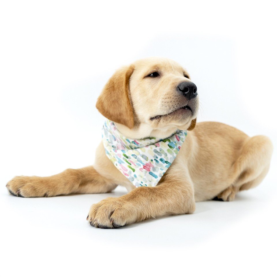 promikapets's tweet photo. Do I smell...bacon 🥓?⁣⠀
⠀
Promika is your trusted source for affordable flea &amp; tick products. ⁣⠀ https://t.co/2g7yuW1Ajs