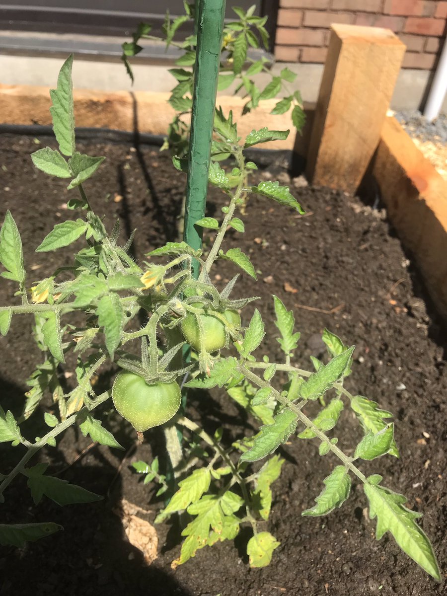 Old Colony Garden tweet media