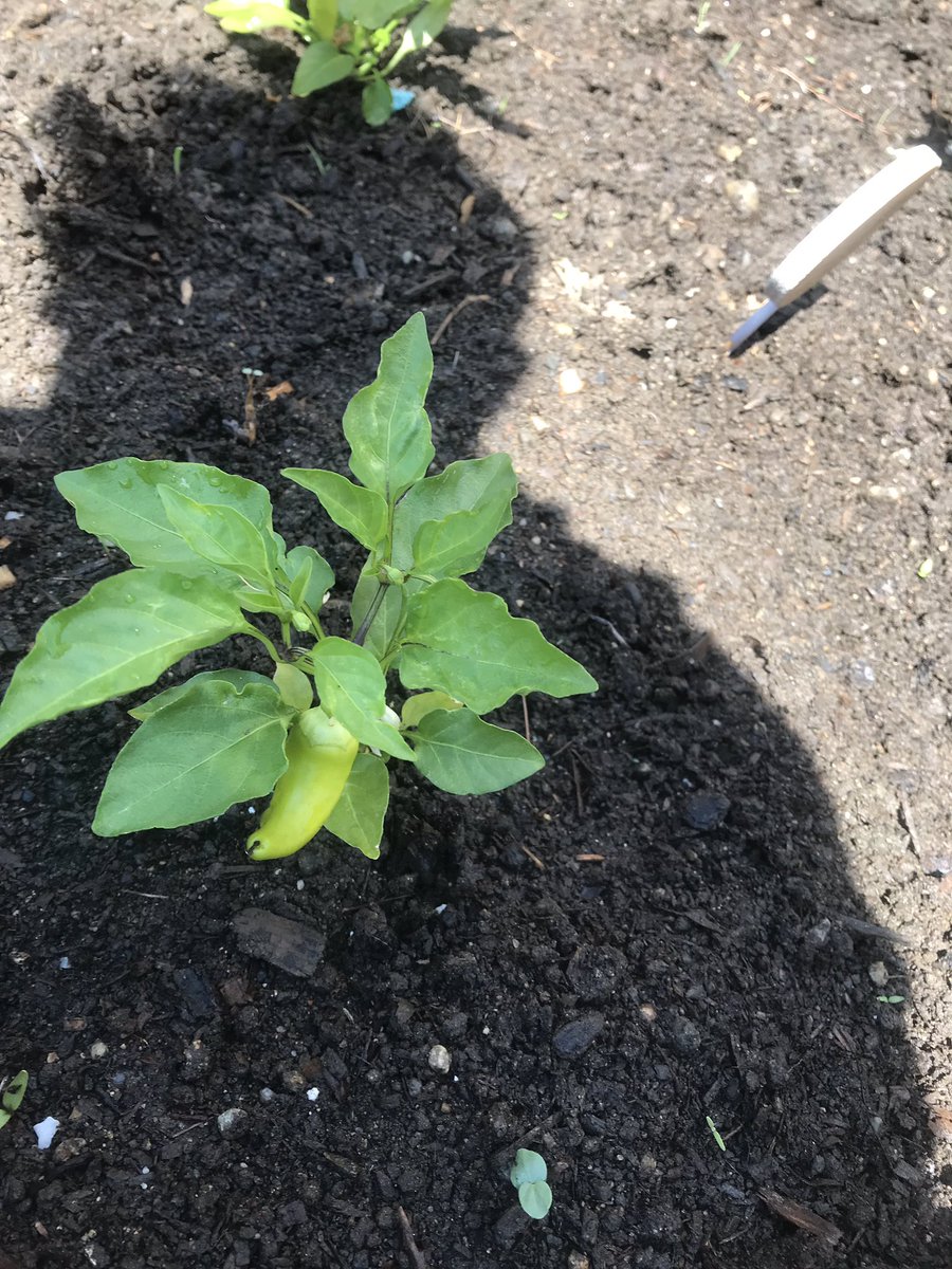 Old Colony Garden tweet media