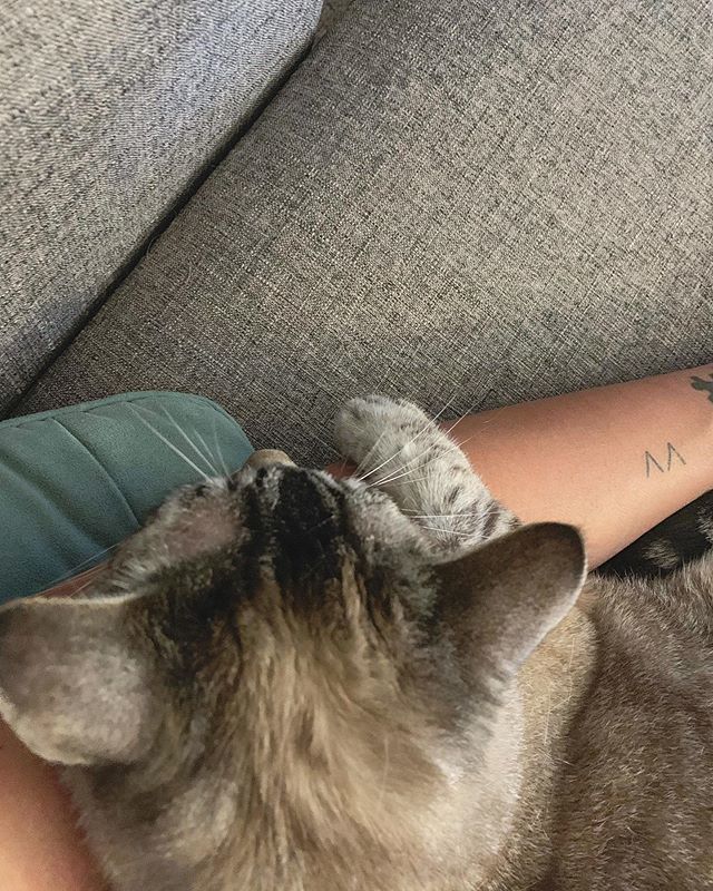 Meow. 🐱

#heyarnoldcat