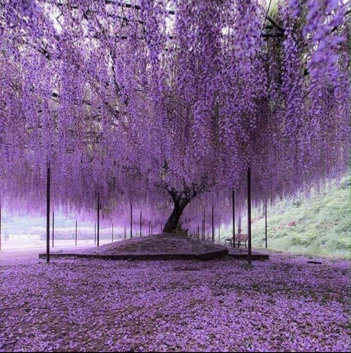 AmSamoya's tweet image. 