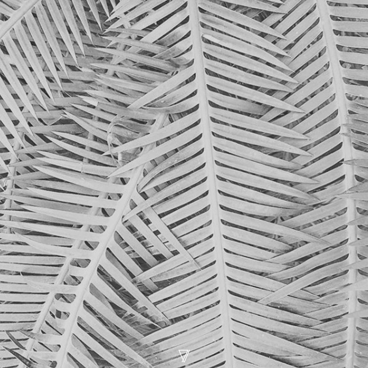 noahpred's tweet photo. ☝️ New music out today: my collaboration with Pablo Bolívar on 7V featuring a remix from @deadbeatmusic 🌿 https://t.co/DbjeoPxvTL · https://t.co/ZzpnvNwqsO · https://t.co/D5ZcTYUQOM https://t.co/bzehMzQ3lm