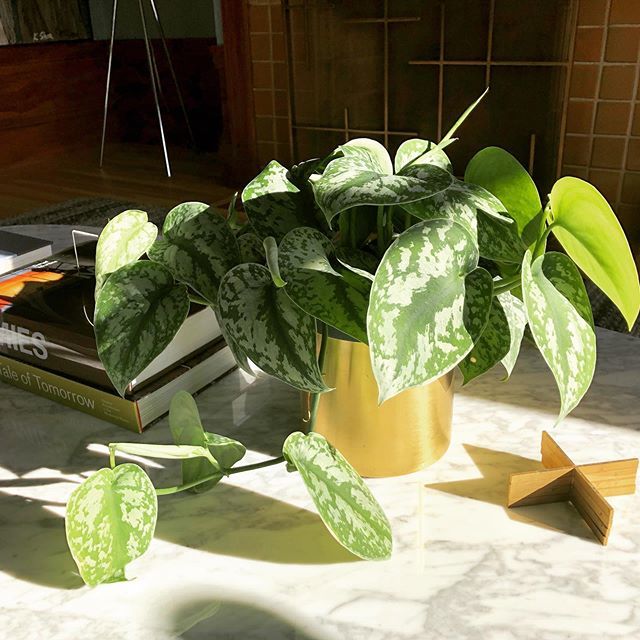 My #silverpothos is really enjoying the morning sun. I love how the Scindapsus pictus 'Exotica' catches the light. #plants #plantsofinstagram #plantsmakepeoplehappy #apartmentbotanist #botanistbyheart ift.tt/31RAoui