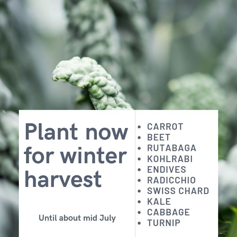 Grow beyond the Summer harvest. Sow varieties now until mid-July to harvest throughout the Winter. What will you grow for Winter?
#winterharvest #wintergardening #yearroundharvest