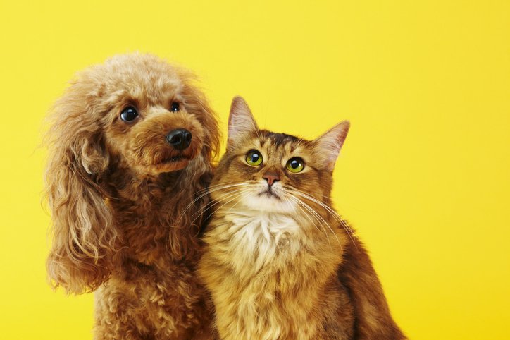 Fidos and felines unite! Morehead West is happy to be a pet-friendly community. Your fuzzy companions will love it here!
ow.ly/csqb50uOOKd