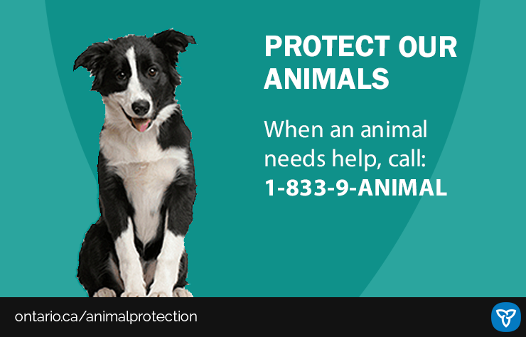 Ministry of the Solicitor General в Twitter: „Cruelty to animals is not  tolerated in Ontario. If you spot an animal in distress or suspect animal  abuse, call 1-833-9-ANIMAL (264625) for help. Our