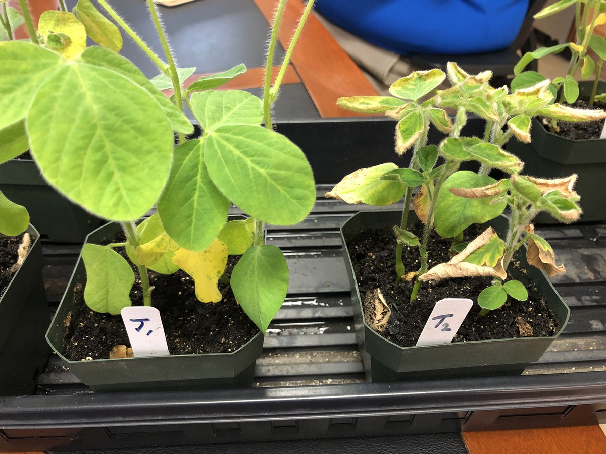 chad_vest's tweet photo. SDS disease infection and plant health differences of CMV with #Saltro Vs CMV with ILeVO in inoculated SDS demos. #adepidyn https://t.co/S1sgEJHlG3
