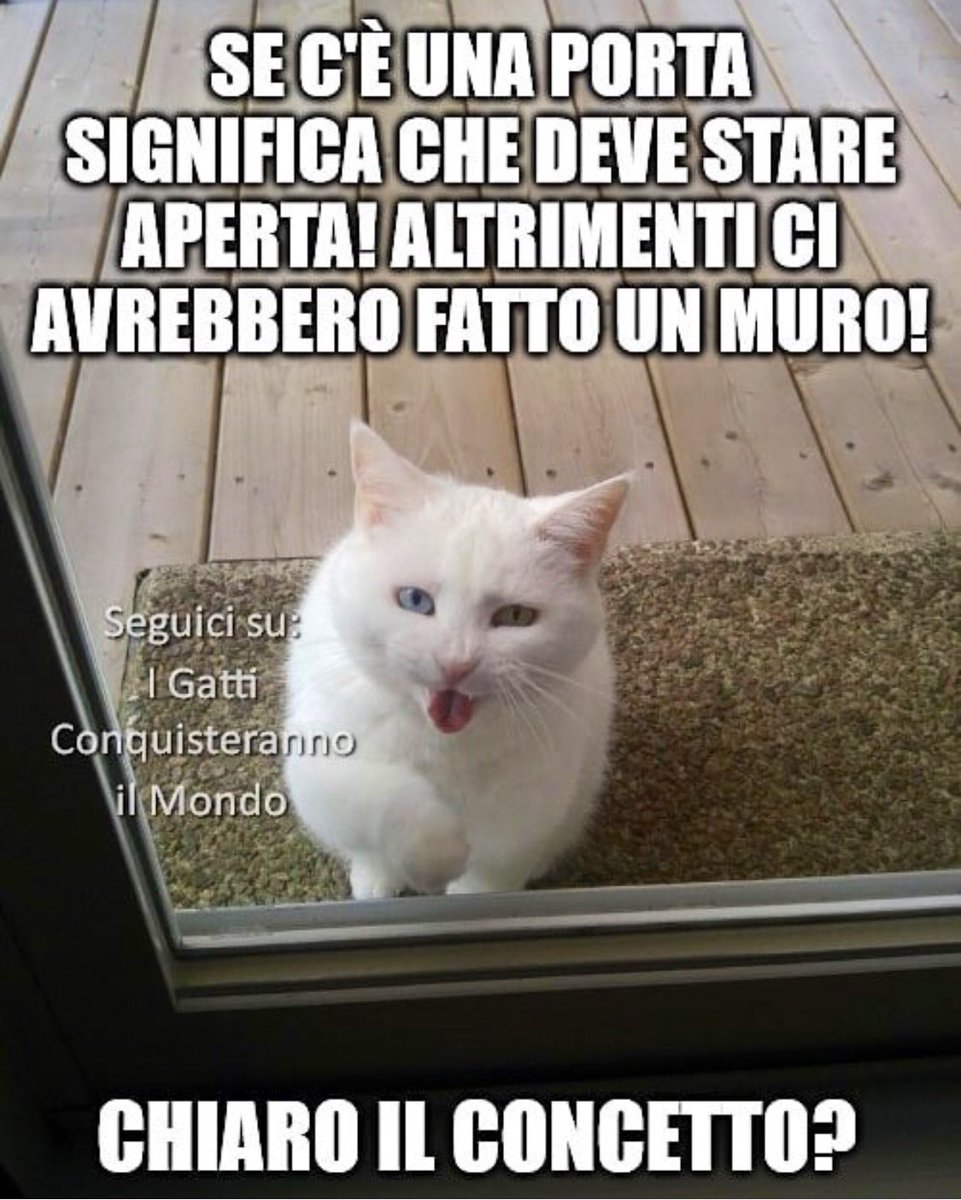 rudi_de_fanti's tweet photo. Stupidi umani! 😂😂😂😂 #filosofiafelina https://t.co/UBMxAZIkMh