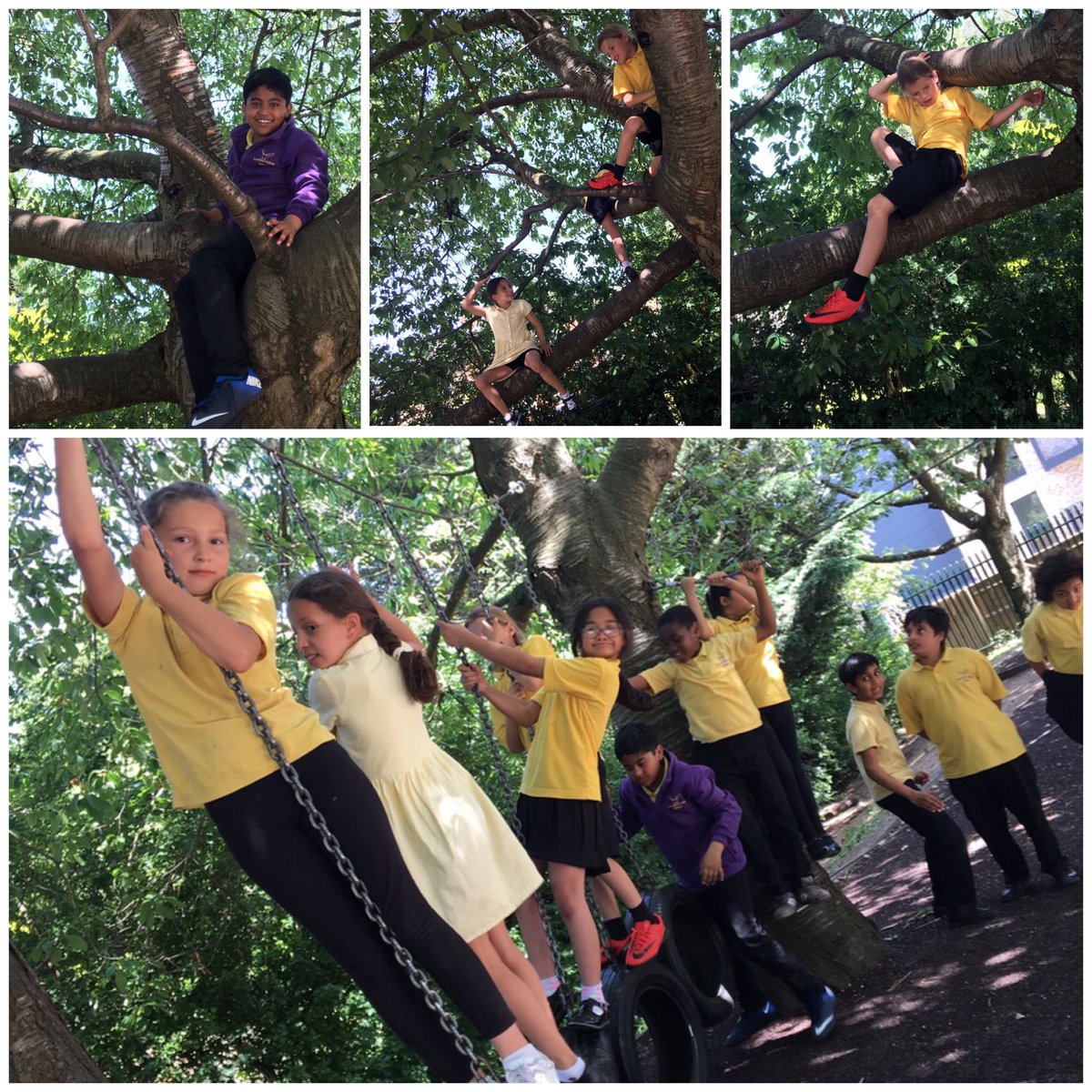 MissLiddellLHS's tweet photo. Year 4 had so much fun climbing trees in the sunshine today! I witnessed some excellent perseverance and resilience. Well done for giving it a go even thought it was a bit scary - it’s a very big tree! 🌴☀️@MissEdwardsLHS @PSTLHS @LHS_Watford https://t.co/Fuje0Qm78K