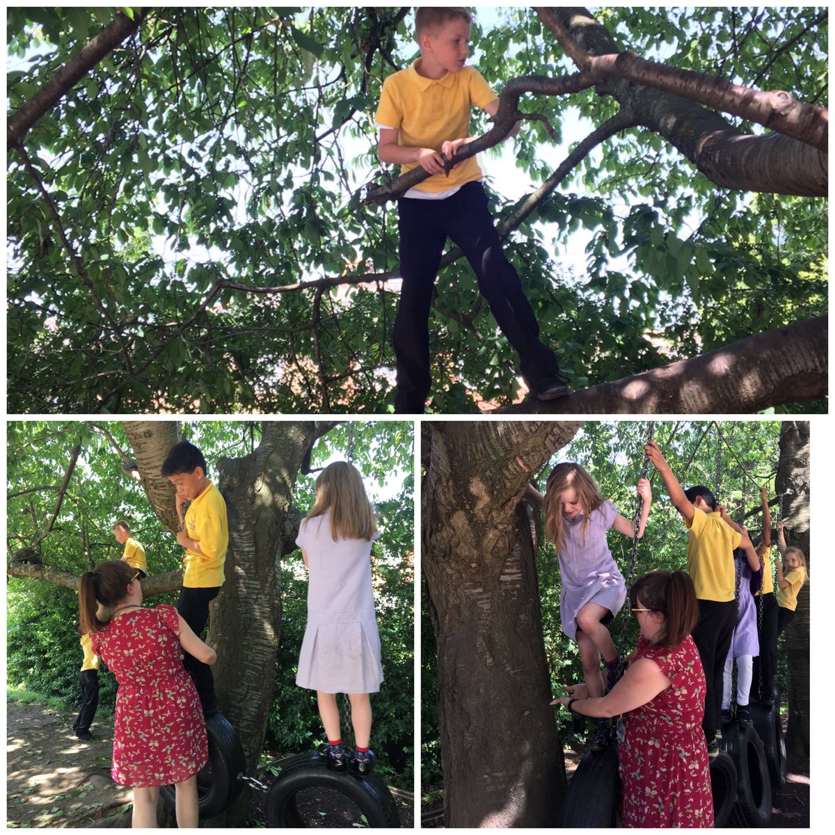 MissLiddellLHS's tweet photo. Year 4 had so much fun climbing trees in the sunshine today! I witnessed some excellent perseverance and resilience. Well done for giving it a go even thought it was a bit scary - it’s a very big tree! 🌴☀️@MissEdwardsLHS @PSTLHS @LHS_Watford https://t.co/Fuje0Qm78K