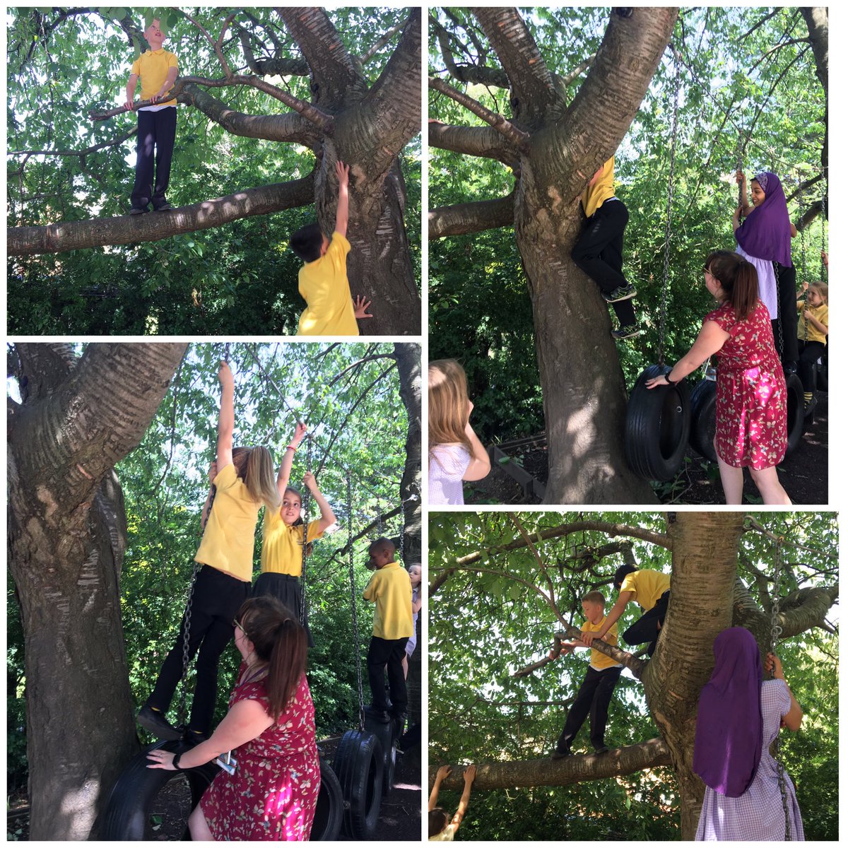 MissLiddellLHS's tweet photo. Year 4 had so much fun climbing trees in the sunshine today! I witnessed some excellent perseverance and resilience. Well done for giving it a go even thought it was a bit scary - it’s a very big tree! 🌴☀️@MissEdwardsLHS @PSTLHS @LHS_Watford https://t.co/Fuje0Qm78K