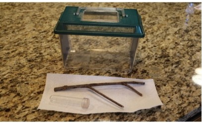 ColoniesPool's tweet photo. For a list of supplies to make a caterpillar cage click on the link below.

https://t.co/nrQDVw1ixh https://t.co/nzFogQB7zw
