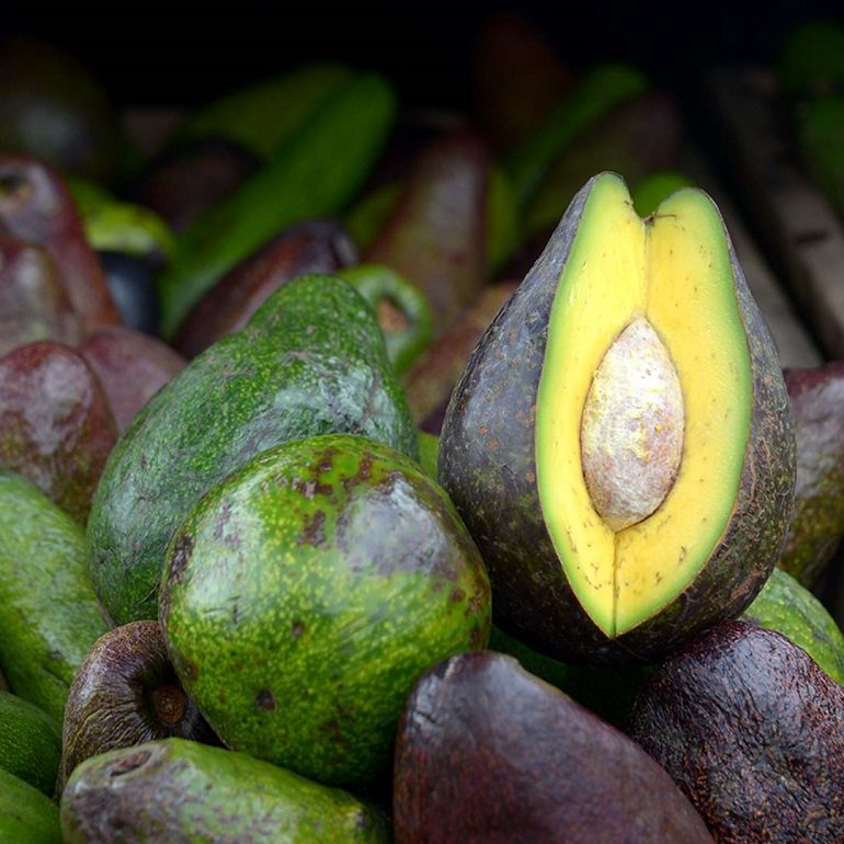 Agrónomas costarricenses rescatan las mejores variedades de aguacate criollo ow.ly/ry1K30p1J8j