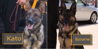 Meet the 2 newest faces of the Allen County Sheriff’s Office: #K9 Kato &amp; Bjourne💙🐾👮‍♂️ 
Stay safe!