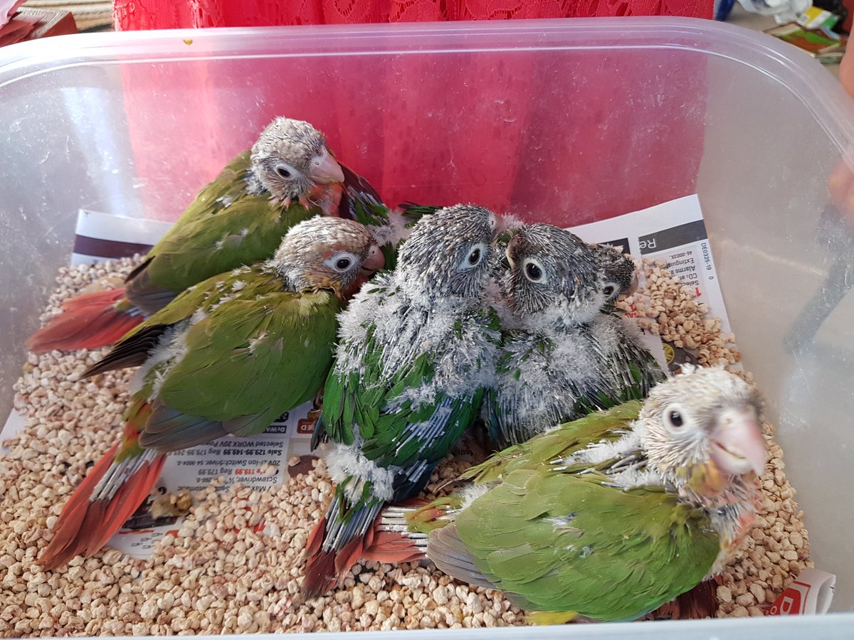 FeathersnB's tweet photo. We are feathering up nicely... https://t.co/527e2UvwtH
