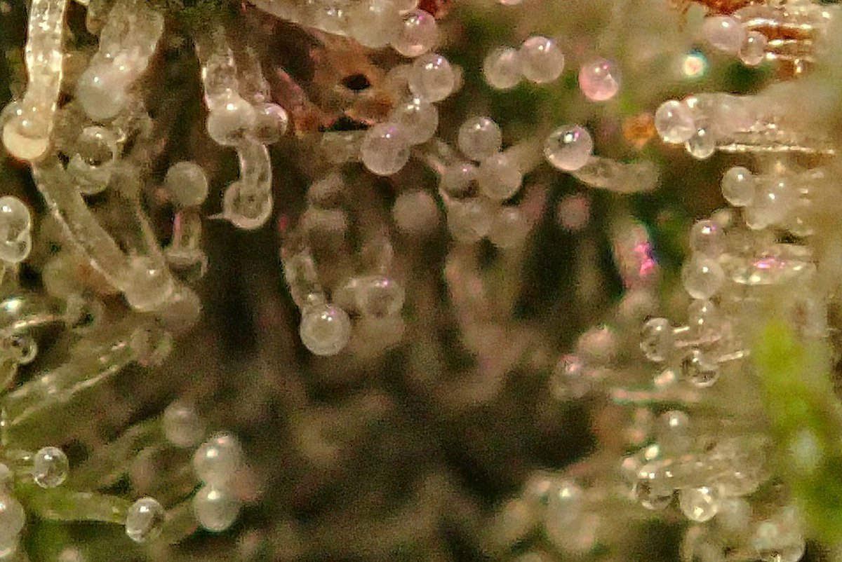 greenfusionled's tweet photo. The ⚖️#marijuanamovement has opened the door to 👨‍🌾🤓🌳🌿🌲🌈👩‍🔬👨‍💻🤱👩‍🌾collaboration &amp; 🔬👩‍🚀new discoveries🛸👽  

#marihuana #marijuanasaveslives #ilovemarijuana #coloradomarijuana #marijuanahealth #losangelesmarijuanastores #cannabislove #endprohibitiononmarijuana https://t.co/iusL9ilUCd
