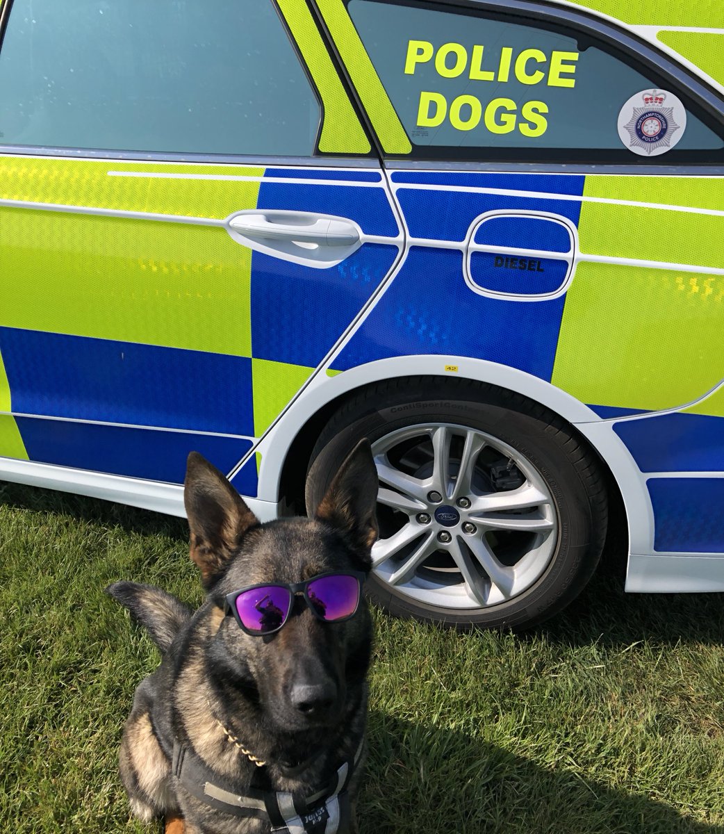 vans with dogs on them