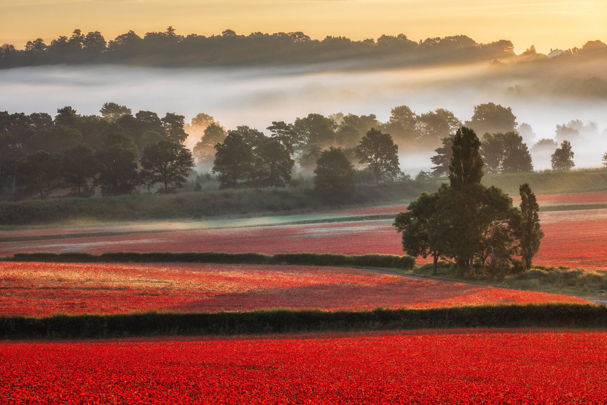 I hope you’ll forgive me for sharing another image of Worcestershire’s amazing display of poppies framed by early morning mist.
