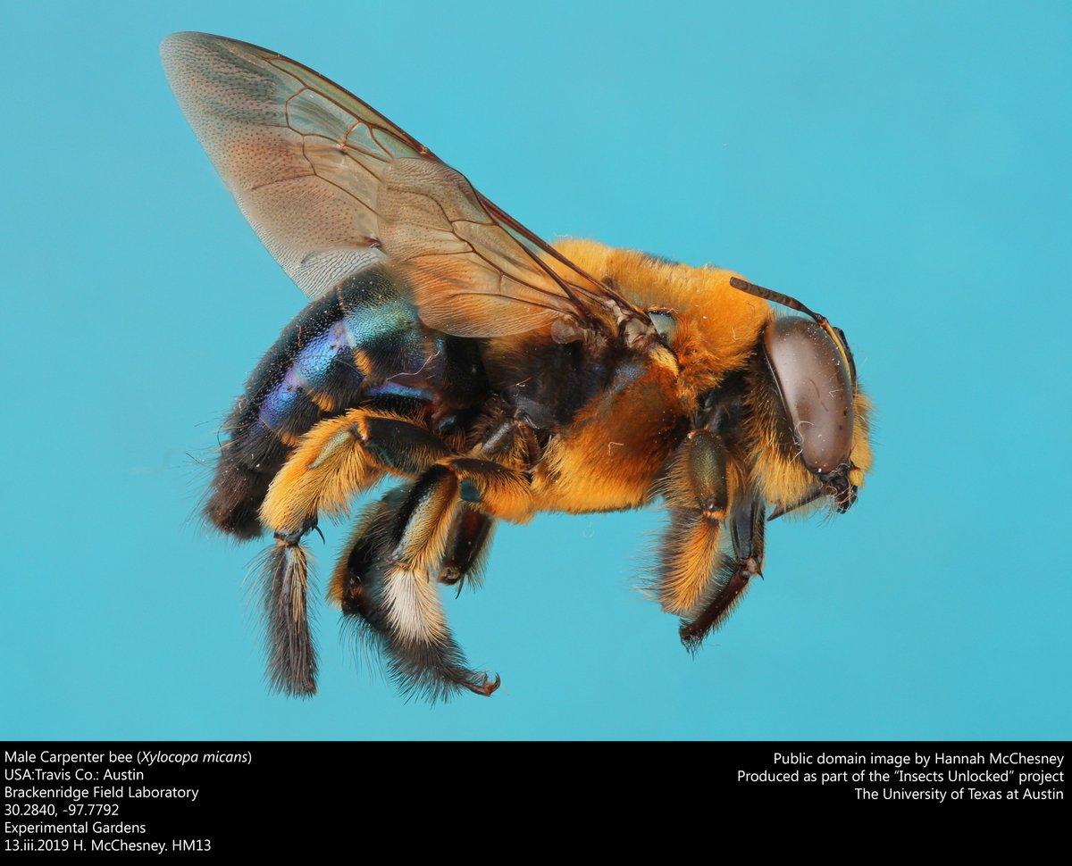 A male carpenter bee, Xylocopa micans, from Brackenridge Field Lab. New public domain image by Hannah McChesney!