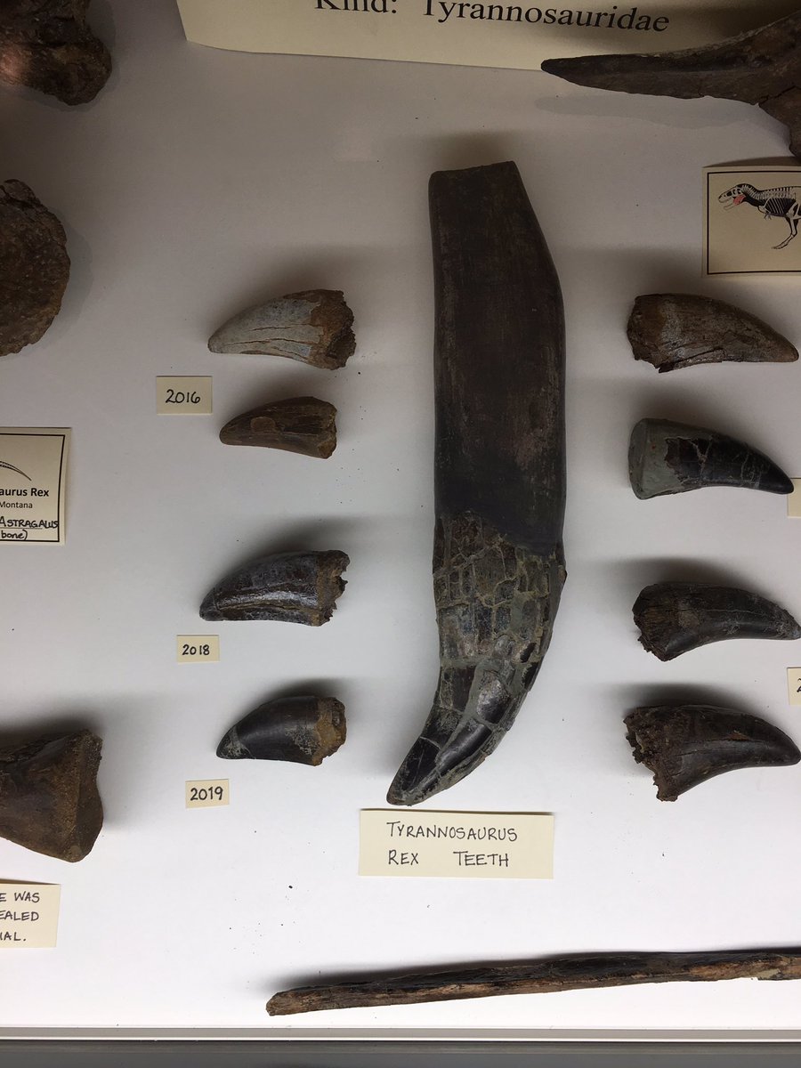 Paleowin's tweet image. For #FossilFriday here are some eastern Montana dinosaur bones unfortunately in a creationist museum... they claimed all Cretaceous deposits are about 4000 years old... #evolutionisreal