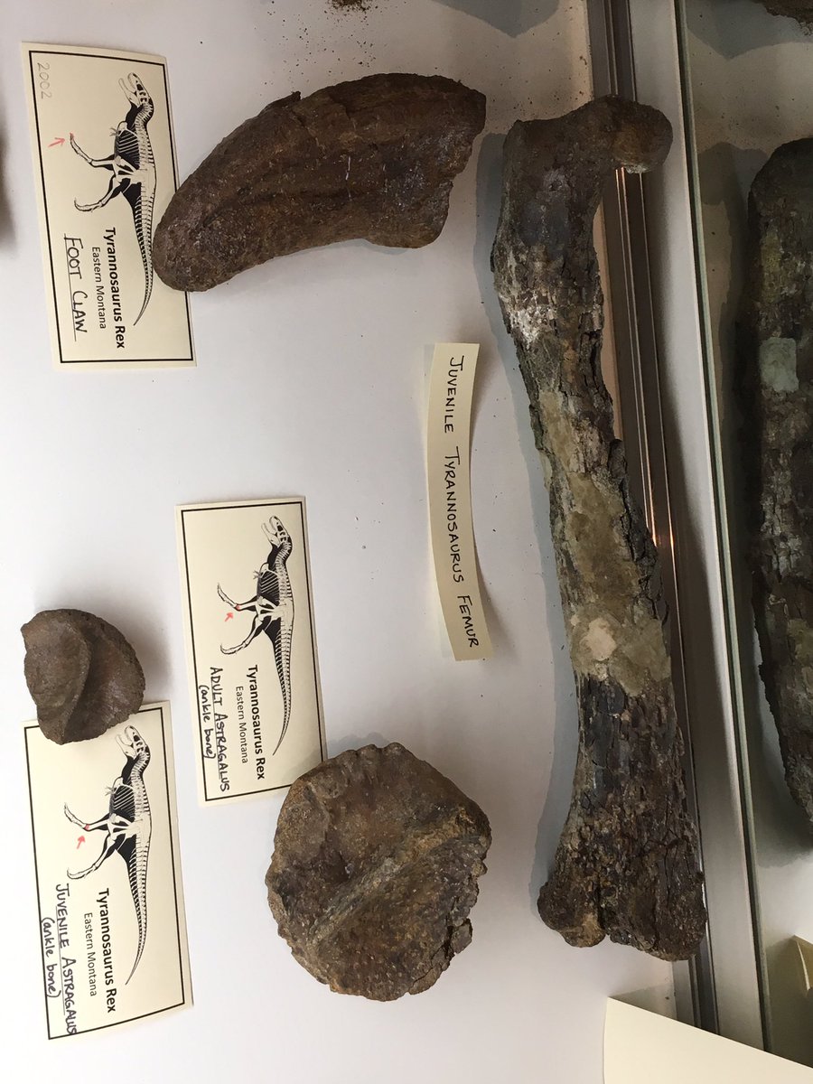 Paleowin's tweet image. For #FossilFriday here are some eastern Montana dinosaur bones unfortunately in a creationist museum... they claimed all Cretaceous deposits are about 4000 years old... #evolutionisreal