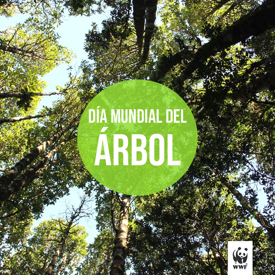 CECCuencaEC's tweet photo. ¡Hoy es el Día Mundial del Árbol!🌳ellos son nuestros héroes: protegen las nacientes de agua y el suelo, nos proveen de oxígeno, medicinas, alimentos. Feliz #DíaMundialdelÁrbol 🌲💚
#CircularArtist @PremiosVerdes #ArtistaCircular #CECCuenca
#WorldTreeDay https://t.co/nuL4lIo2jQ