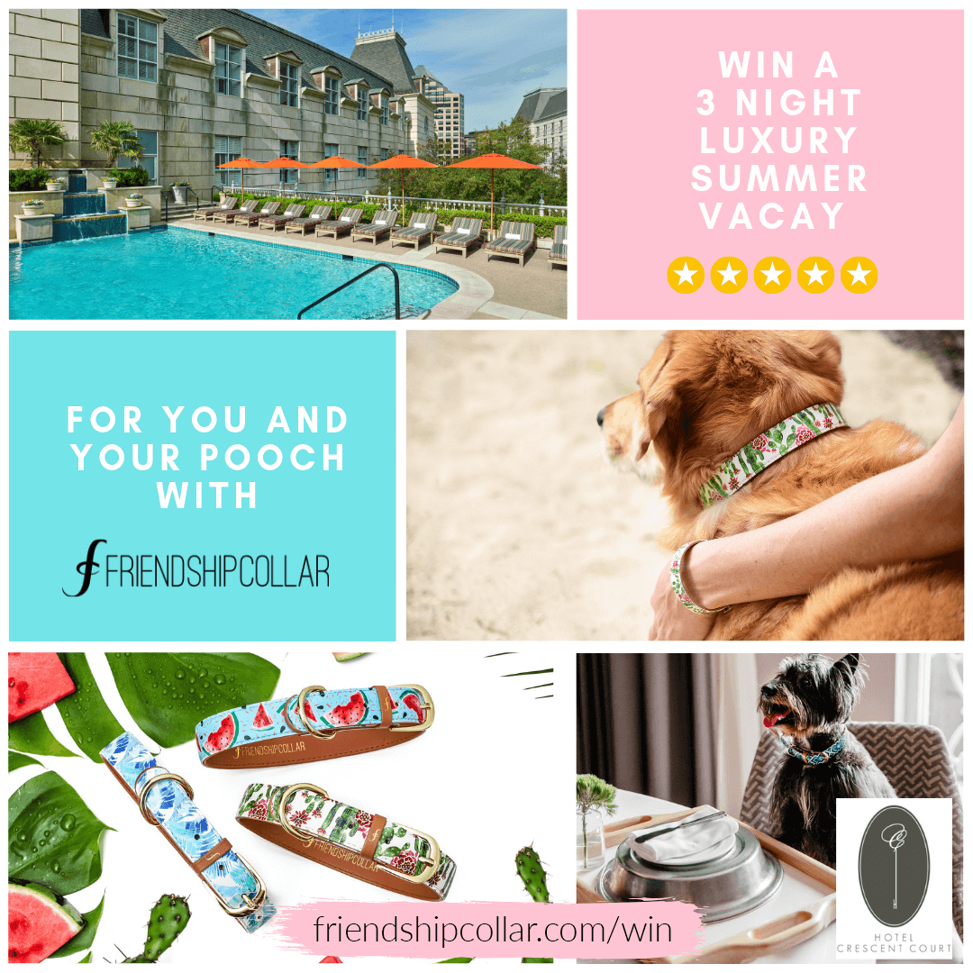 TaylorrLeeLee's tweet photo. Just trying to win my Dewz the vacation she deserves❤️❤️ @friendshipcollar #SummerDazeVacay https://t.co/OCKOosC3mm