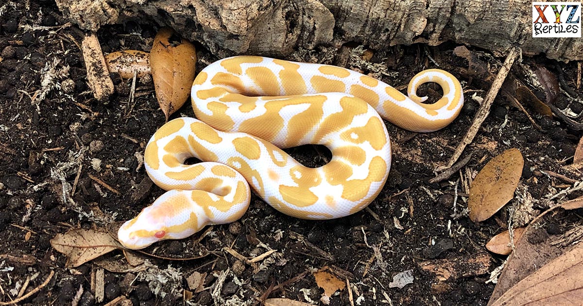 XYZReptiles's tweet image. Is the #AlbinoBallPython the original #BallPythonMorph? Get our thoughts on it here ow.ly/sBfW50uLs8a #xyzReptiles #ballpython #pythonregius