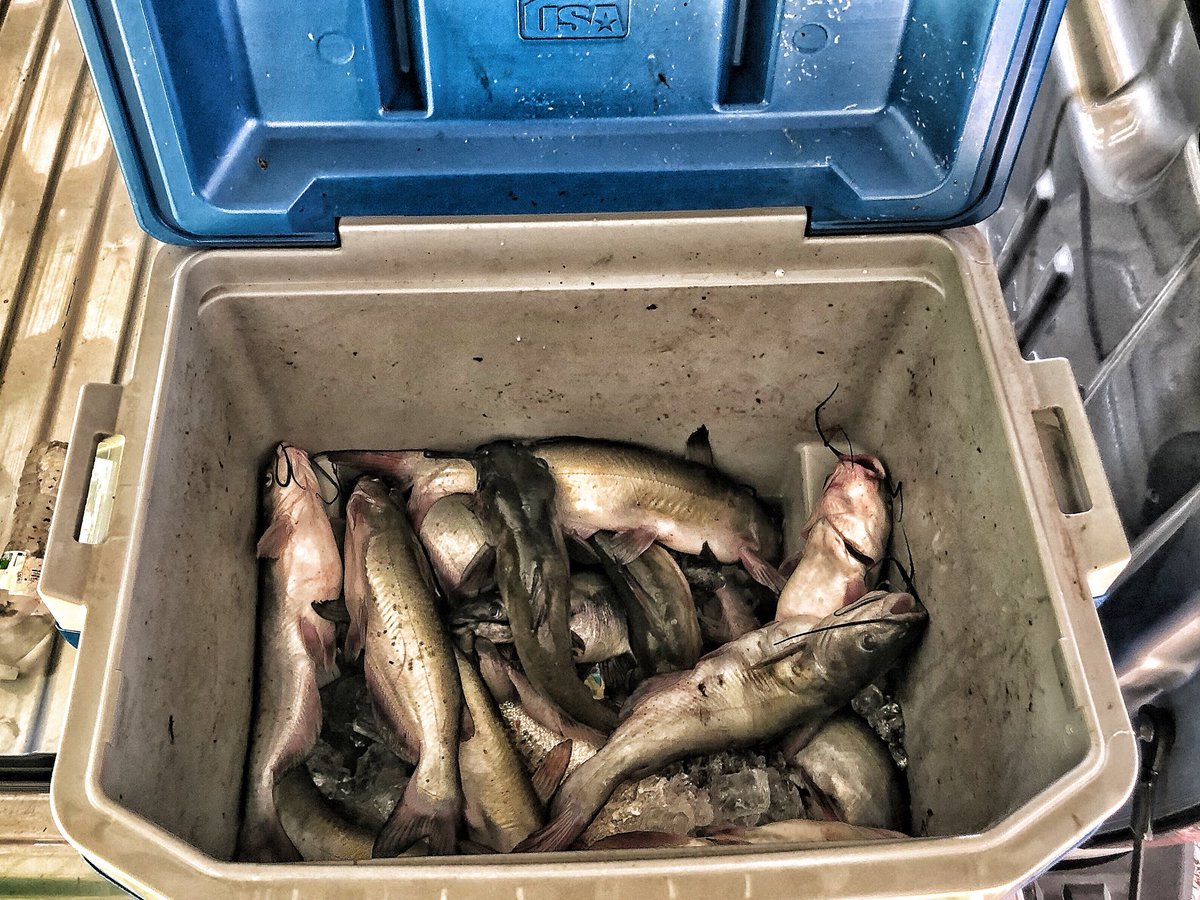 mrgaines_sciguy's tweet photo. Bass were mean to me again. Only got a few. I realized the catfish were super active though so decided to start a collection for a fish fry. I don’t eat bass but catfish and crappie, MmmmHmmm. #RestInGrease https://t.co/CAU8S2fdY7