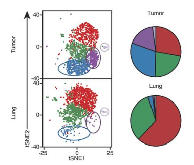 mmw_lmw's tweet photo. #TissueResident #Memory_T_cells in human lung cancer | Pandurangan Vijayanand @ljiresearch @JExpMed https://t.co/h9ZGmTkTOt https://t.co/sWLWRyeDdy