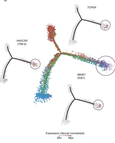 mmw_lmw's tweet photo. #TissueResident #Memory_T_cells in human lung cancer | Pandurangan Vijayanand @ljiresearch @JExpMed https://t.co/h9ZGmTkTOt https://t.co/sWLWRyeDdy