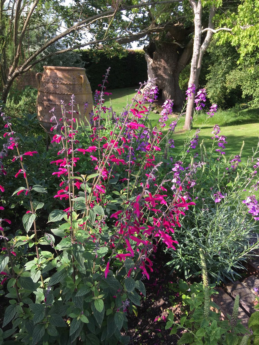 TownPlaceGarden's tweet photo. Plants that attract attention from visitors - 4. Salvia curviflora and Erysimum Bowles Mauve, with a 800 year old oak in the background. Open for the #NGS on Sunday at 2. Teas and plant stall. #Sussex #gardens #cottagegarden #salvias #ancienttrees https://t.co/GfveHlW7Gx