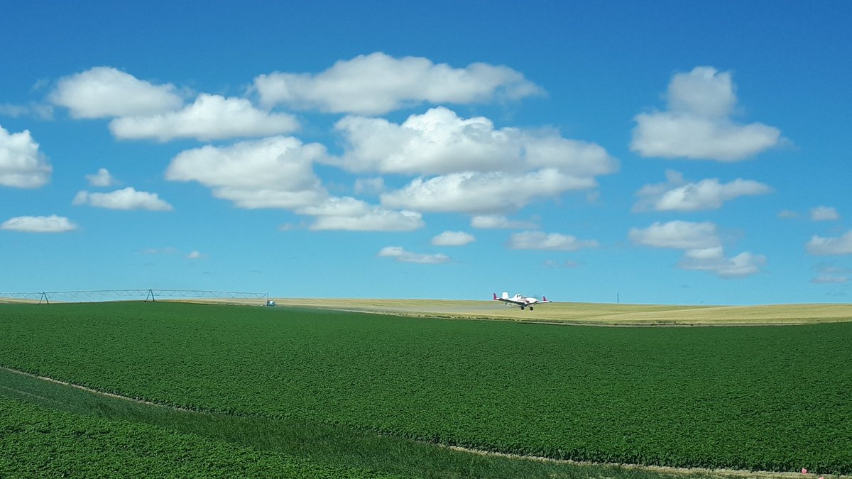 Spearhead Potatoes tweet media