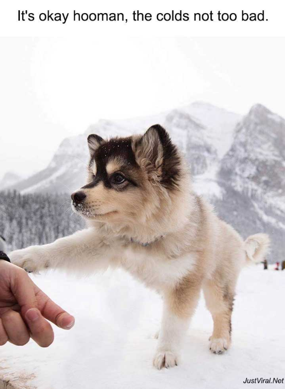 justviralnet's tweet photo. 54 Funny Animal Pictures Captions That Make You Cry With Laughter - https://t.co/zki4wYPHTR https://t.co/2MVWwQFqSm https://t.co/PQIVwaUq7f