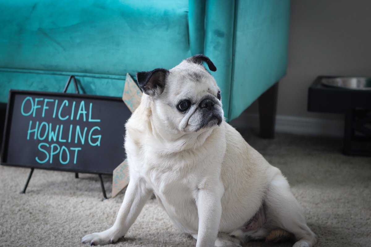CurlyTailCoffee's tweet photo. You may also make a donation to Guardian Angels Pug Rescue in Charleston’s memory. Their PayPal is pugrsq@aol.com. https://t.co/hptf19vsYS