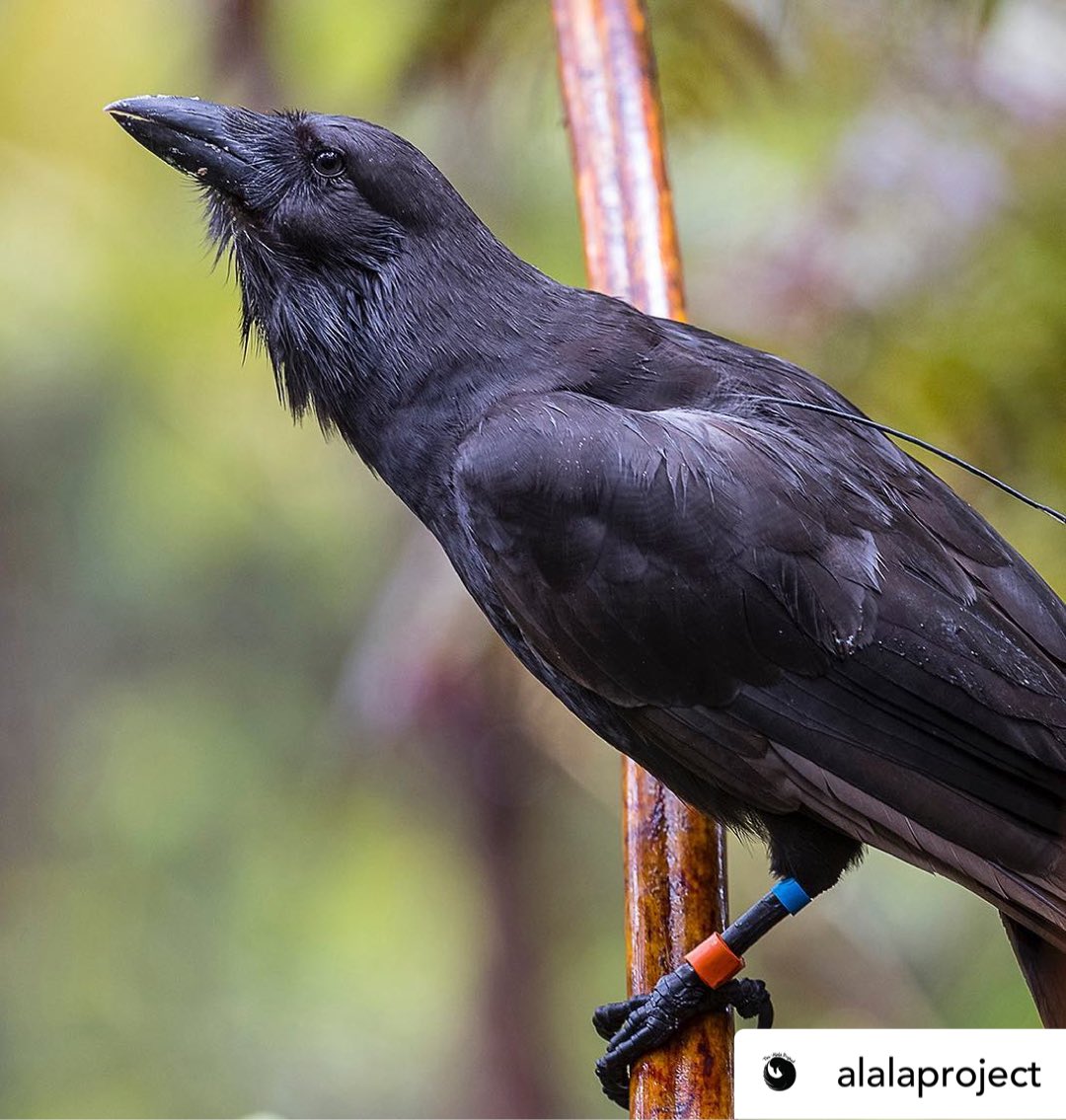 KukuluAeo's tweet photo. From one charismatic black bird to another. Returning to my island home to check how my little flock is doing.
#AeotoAlalΔ #Hawaiianbirds #culturallysignifcantspecies #Telemetryproject #Followthatbird https://t.co/JKUTOSl6IF