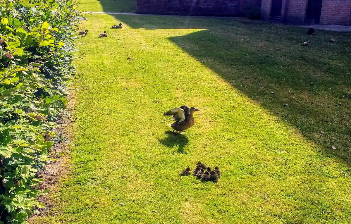 alanajacko's tweet photo. First @DeLCLANCASTER @LancasterUni  open day of the season tomorrow, and @LancasterDuck and family are ready to welcome visitors and quack on (sorry) with giving them the lowdown on all the languages degrees we have on offer #lovelancaster #lovelanguages #loveagoodpun https://t.co/ZprkV6GpoI