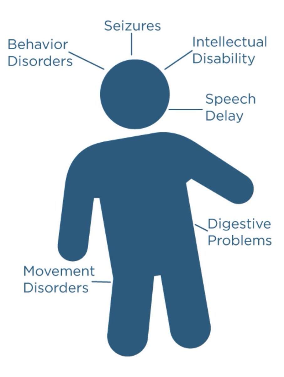 Too little creatine due to a genetic cause may result in a disorder characterized by behavior disorders, seizures, intellectual disability, movement disorders, speech delay, and digestive problems.