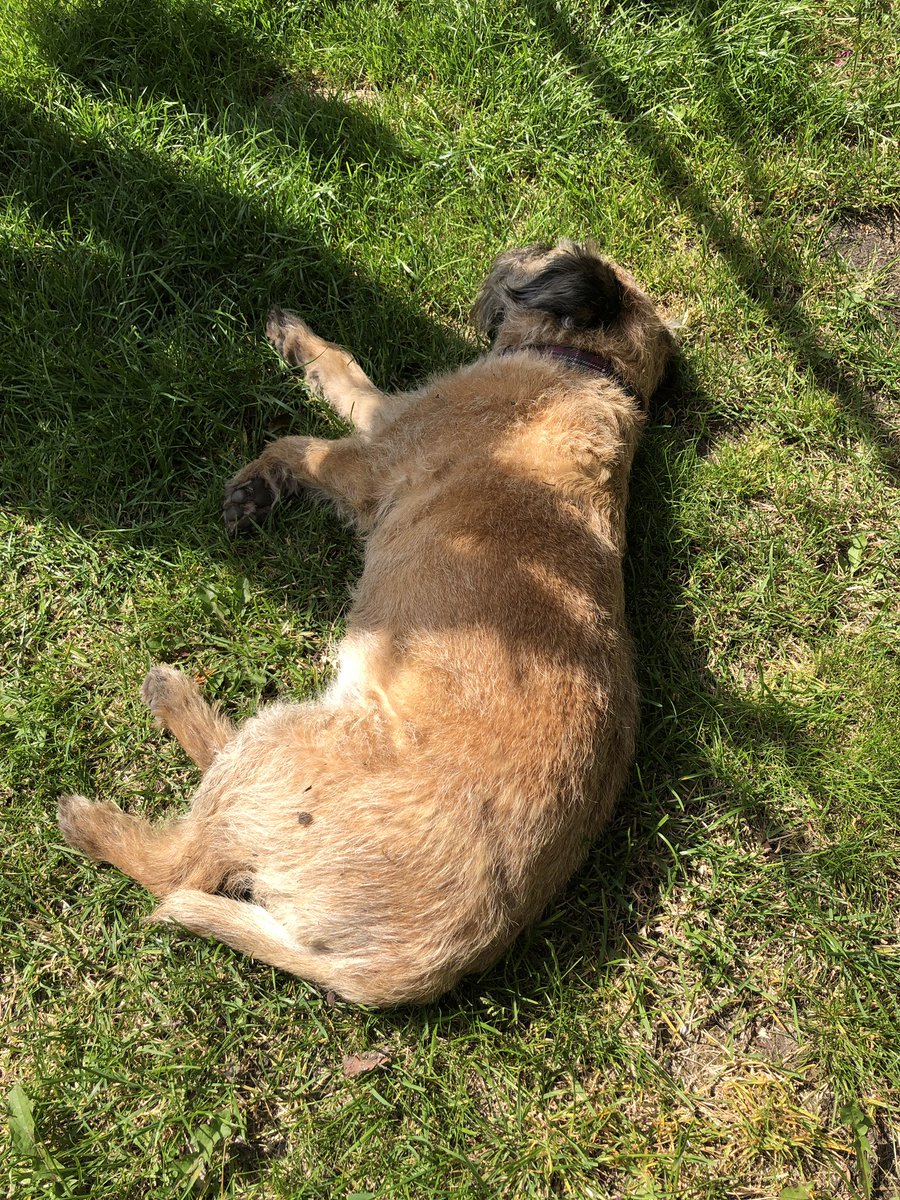 Sun puddling whilst it lasts pals 🐶🐾☀️☀️ #BTPosse #lilster