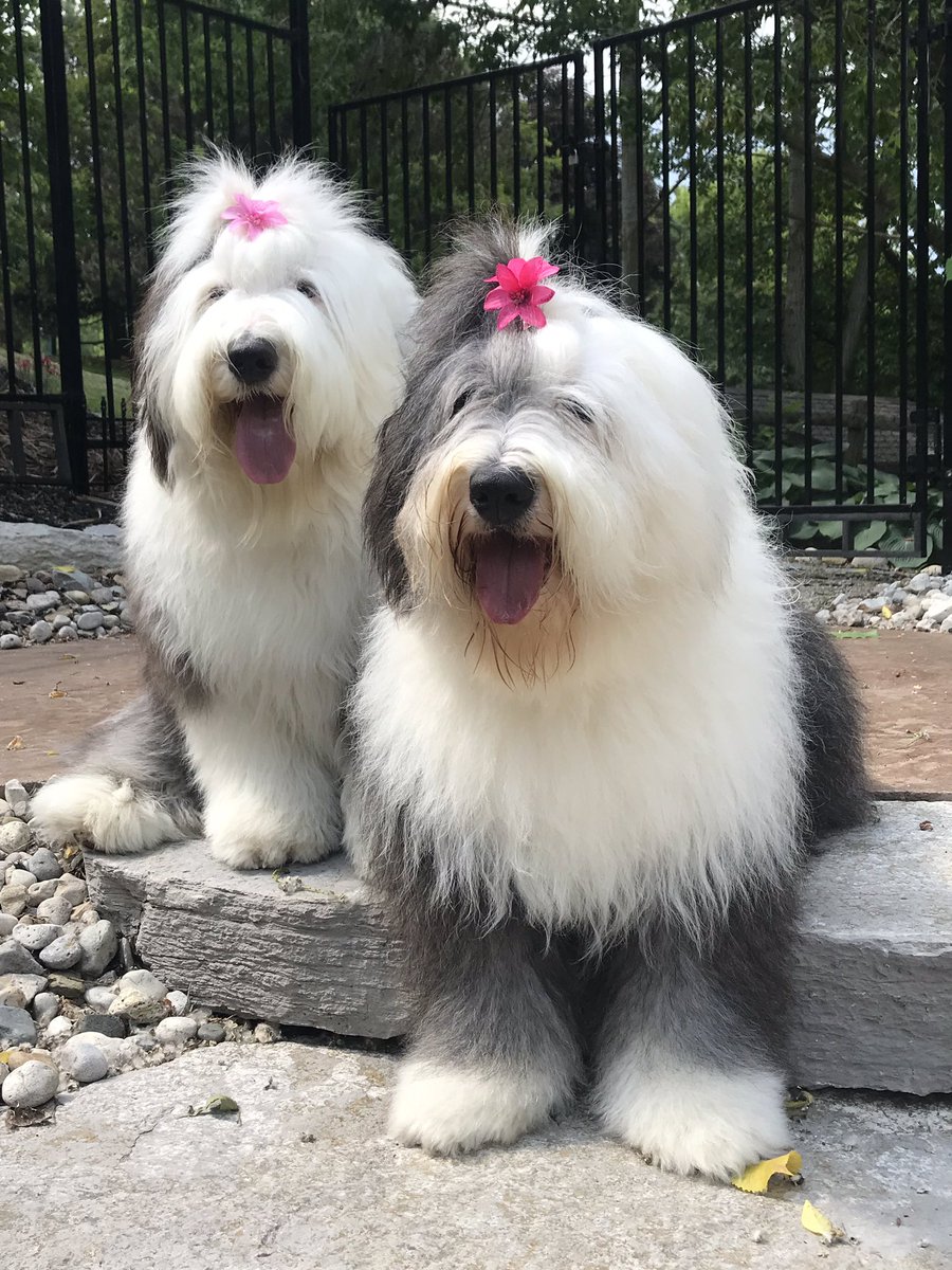 MemmaHenry's tweet photo. Ready for the Canada Day celebration❣️Proud 🇨🇦S https://t.co/WXAw2VZ1L2