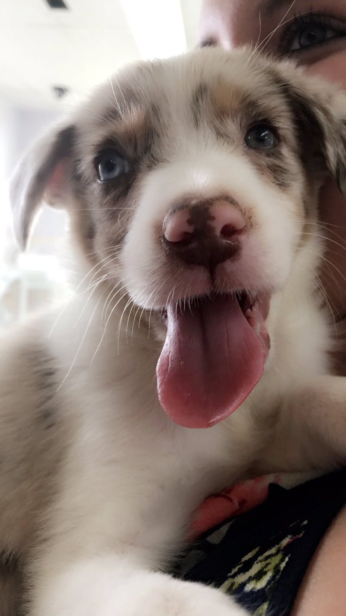 hayley_bug14's tweet photo. @YourDailyMcm Merle 💙 https://t.co/4ZUmmSf9FV
