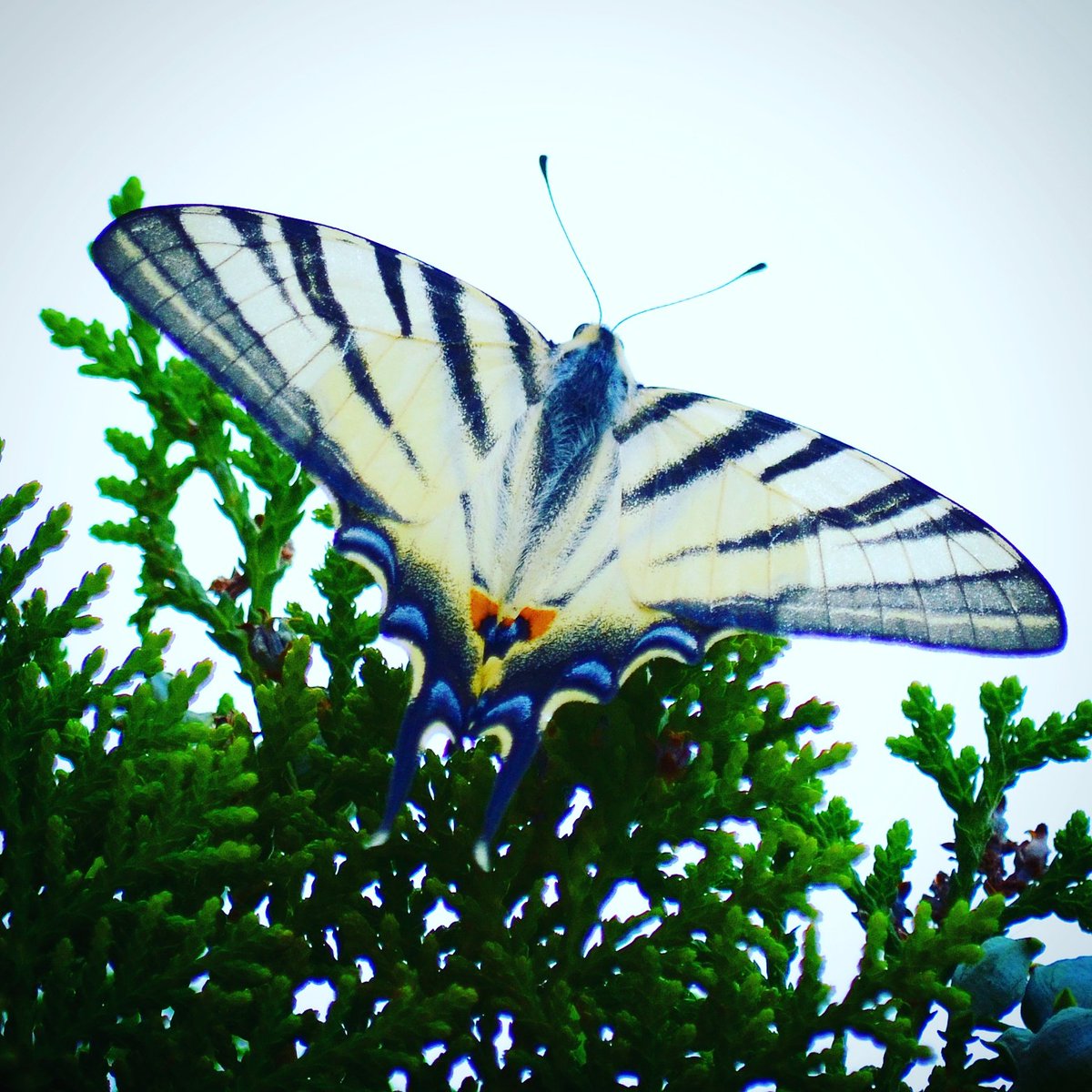 gisellaGi's tweet photo. #farfalla #papillonem #butterfly #mariposa #papillon #forme #formae #forms #formas #formes #disegni #drowings #dibujos #dessins #ilmiogiardino #lamiacasaconvista #myhome #liberaleali #liberumalas #freewings #libreleal #libérerlesailes #volo #flights #vuelo #volare #volant #fly https://t.co/W9ohAkWqJp