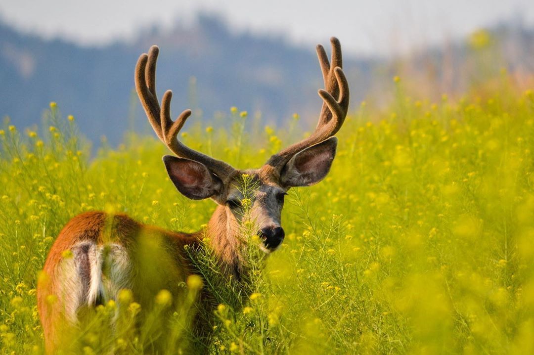 BCWildlife's tweet photo. Do these antlers make my ears look big?! This weeks #BCWFPhotoContest winner is @trevtuck! We hope everyone has a great long-weekend and be sure to tag us in your photos for a chance to be featured! Please be advised our office will be closed for Canada Day on Monday July 1, 2019 https://t.co/M4KGcrAPXf