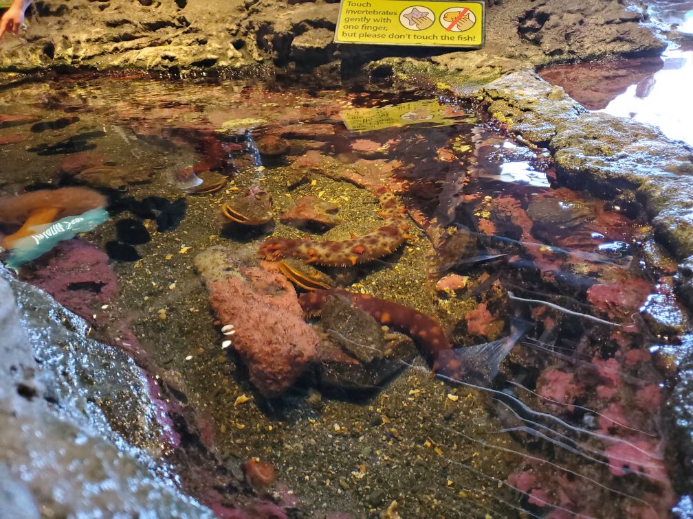 WapatoSD's tweet photo. #WapatoHS Our ☀️Summer “Survivor” Freshmen☀️ enjoying their field trip to the 🐟 Seattle Aquarium 🐠 #SurviveAndThrive #CoolKidsClub #TheLeaves #LoyalLobos #TimberWolves #Pack10 https://t.co/dr4e4M59v6