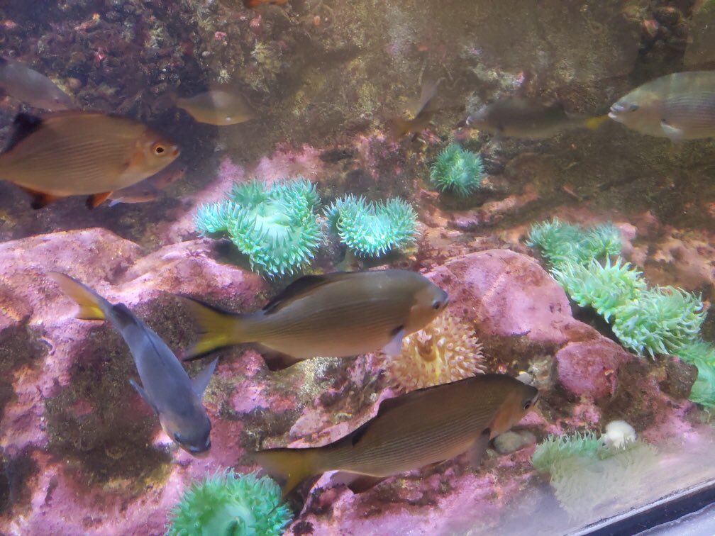 WapatoSD's tweet photo. #WapatoHS Our ☀️Summer “Survivor” Freshmen☀️ enjoying their field trip to the 🐟 Seattle Aquarium 🐠 #SurviveAndThrive #CoolKidsClub #TheLeaves #LoyalLobos #TimberWolves #Pack10 https://t.co/dr4e4M59v6